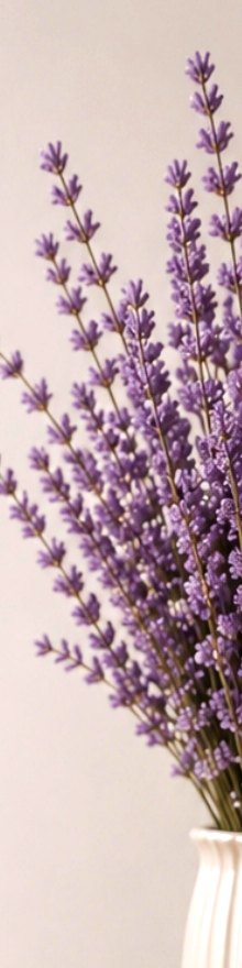 Fresh lavender stems in a white ribbed vase